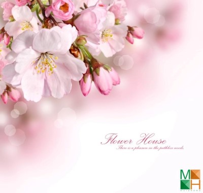  Tranh dán tường Hàn Quốc hoa anh đào đẹp FW - 162